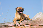 lying Pug-Pinscher