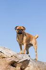 Pug-Pinscher