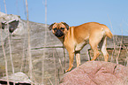 Pug-Pinscher