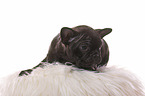 French-Bulldog-Pug-Puppy