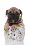 French-Bulldog-Pug-Puppy