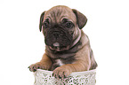 French-Bulldog-Pug-Puppy