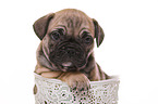 French-Bulldog-Pug-Puppy