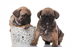 French-Bulldog-Pug-Puppies