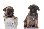 French-Bulldog-Pug-Puppies