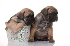 French-Bulldog-Pug-Puppies