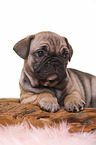 French-Bulldog-Pug-Puppy