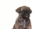 French-Bulldog-Pug-Puppy