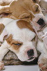 sleeping puppies