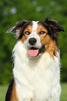 Border-Collie-Australian-Shepherd Portrait