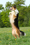 begging Border-Collie-Australian-Shepherd