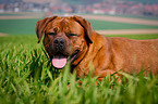 Dogue-de-Bordeaux-Mongrel