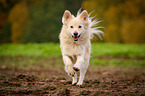 running Spitz Mongrel