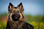 Keeshond-Mongrel Portrait