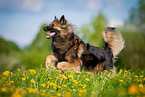 running Keeshond-Mongrel