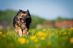 running Keeshond-Mongrel