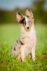 sitting Shetland-Sheepdog-Mongrel