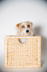 Parson-Russell-Terrier-Mongrel Portrait