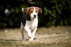 young Beagle-Mongrel