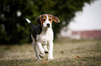 young Beagle-Mongrel