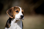 young Beagle-Mongrel