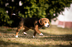 young Beagle-Mongrel