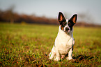 sitting Jack-Russell-Terrier-Mongrel