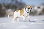 young dog runs through the snow