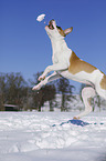 jumping Bulldog-Mongrel
