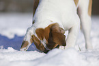 young dog sniffing in the snow