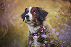 Bernese Mountain Dog Mongrel