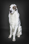 sitting livestock guardian dog