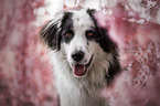 livestock-guardian-dog-mongrel portrait