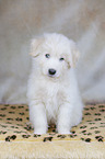 Samoyed-Mongrel Puppy