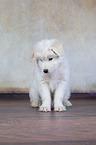 Samoyed-Mongrel Puppy