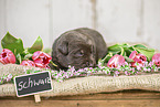 Australian-Shepherd-Labrador Puppy