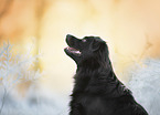 black Border-Collie-Mongrel