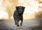 black Border-Collie-Mongrel