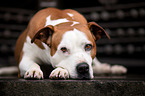 American-Staffordshire-Terrier-Mongrel