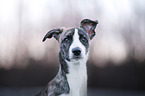 Whippet-Border-Collie portrait