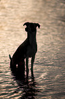 standing Whippet-Border-Collie