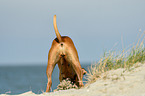 Boxer-Mongrel on the beach