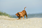 Boxer-Mongrel on the beach