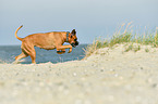 Boxer-Mongrel on the beach