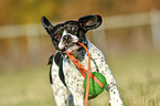 running Pointer-French-Bulldog-Mix