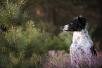 Small-Munsterlander-Epagneul-Breton-Mongrel Portrait