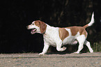 running Basset-Hound-Mongrel