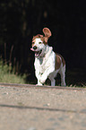 running Basset-Hound-Mongrel