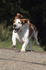 running Basset-Hound-Mongrel