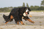 running Bernese-Mountain-Dog-Mongrel